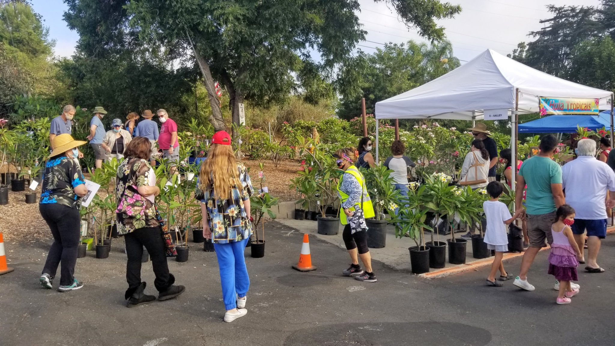 Plumeria Sales in San Diego Atkinson Plumeria