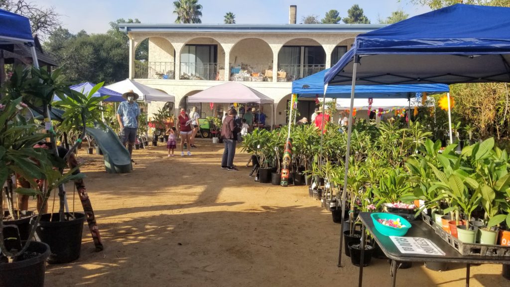 Plumeria Sales in San Diego Atkinson Plumeria