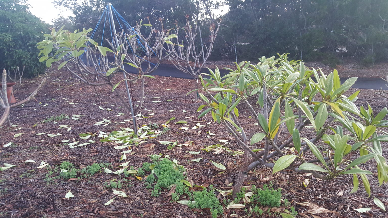 Protect Your Plumerias Over Winter Plumeria Resources Atkinson Plumeria