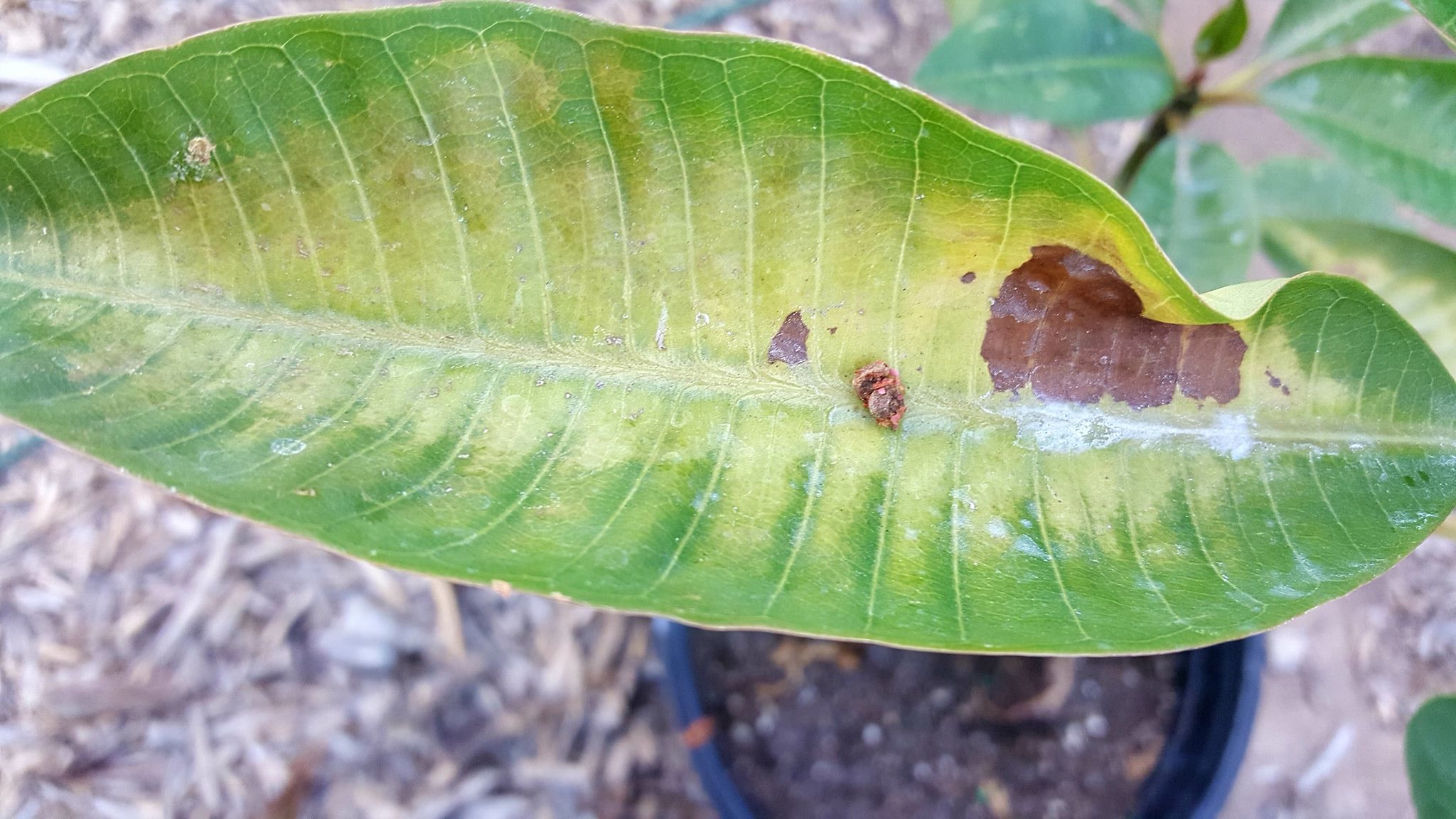 Protect Your Plumerias Over Winter Plumeria Resources Atkinson Plumeria