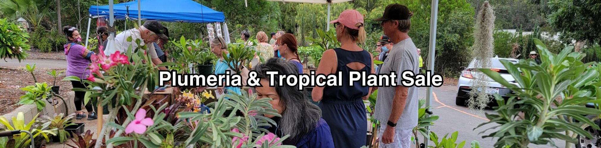 Plumeria Sales in San Diego Atkinson Plumeria